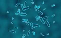 Bacteria DNA isolation